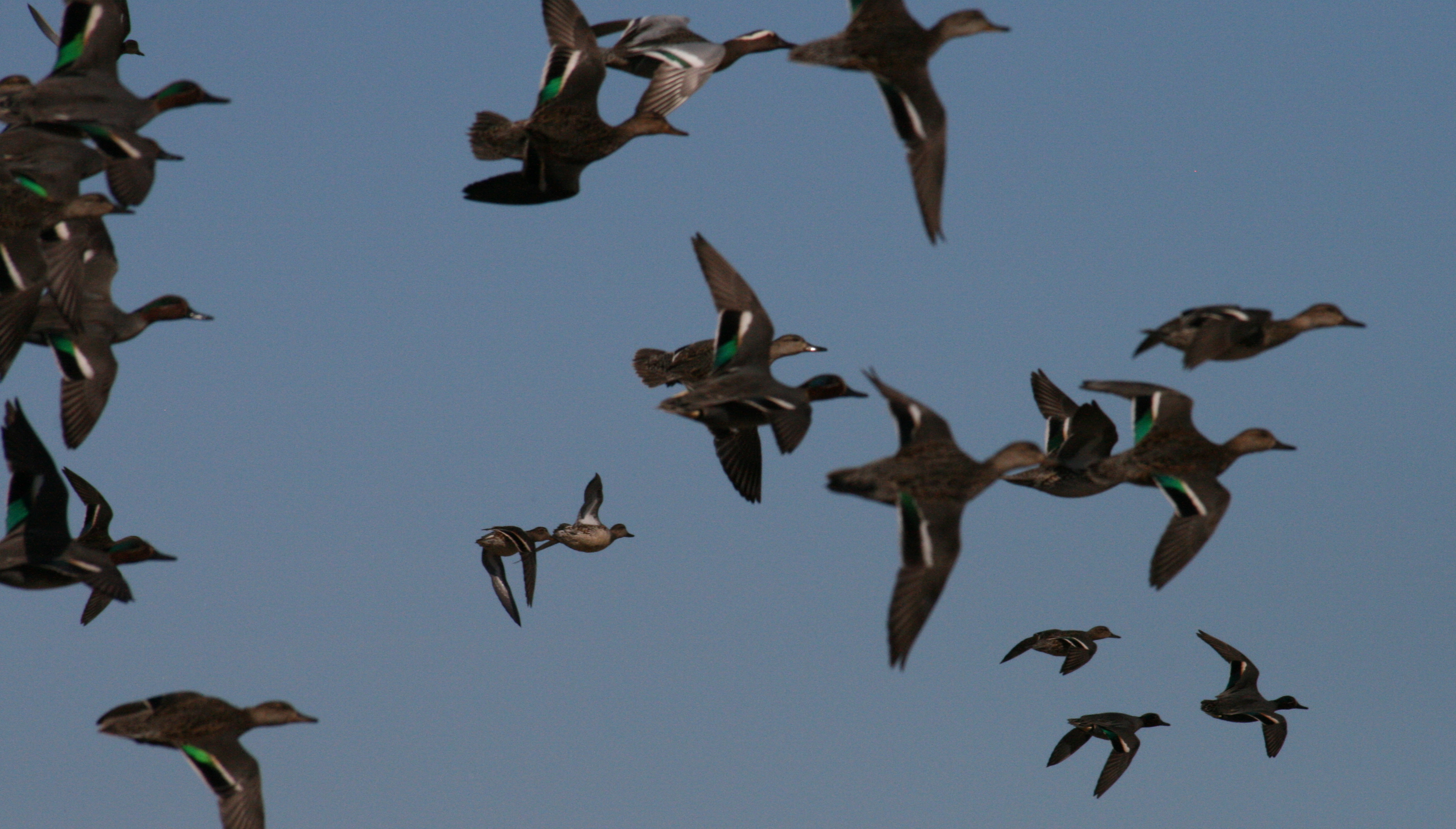 A la découverte des oiseaux du domaine de Mazères